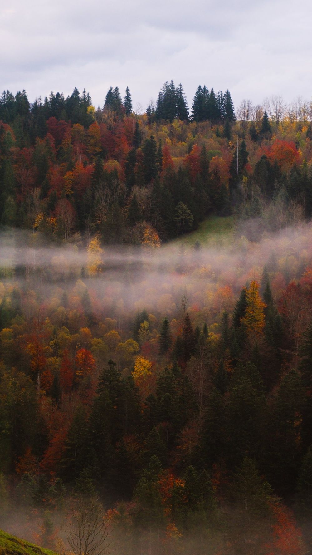 Autumn forest in red, orange and green with a band of low mist across the hillside